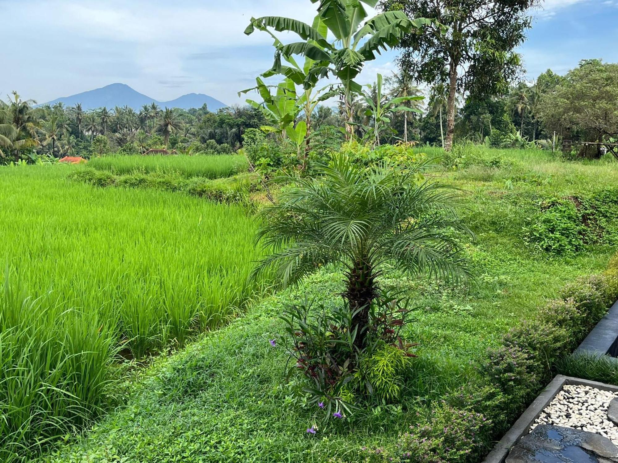 Maple Ridge Ubud Villas Exteriér fotografie